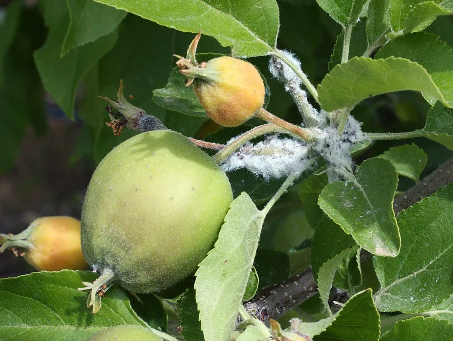 Colony in fruit cluster (E. Beers)