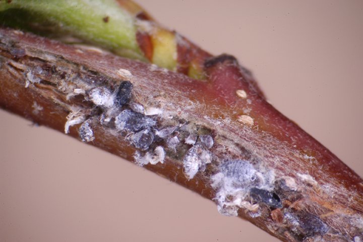 Bark damage (E. Beers)