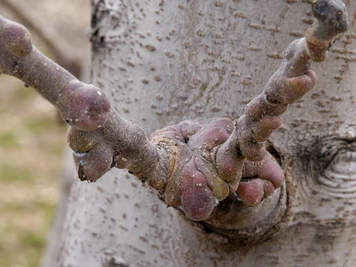 Twig galls caused by aphid (E. Beers)