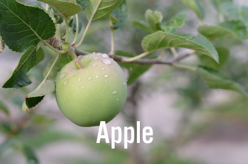 Fruit Tree Pest and Disease Identification Tool — The Giving Grove