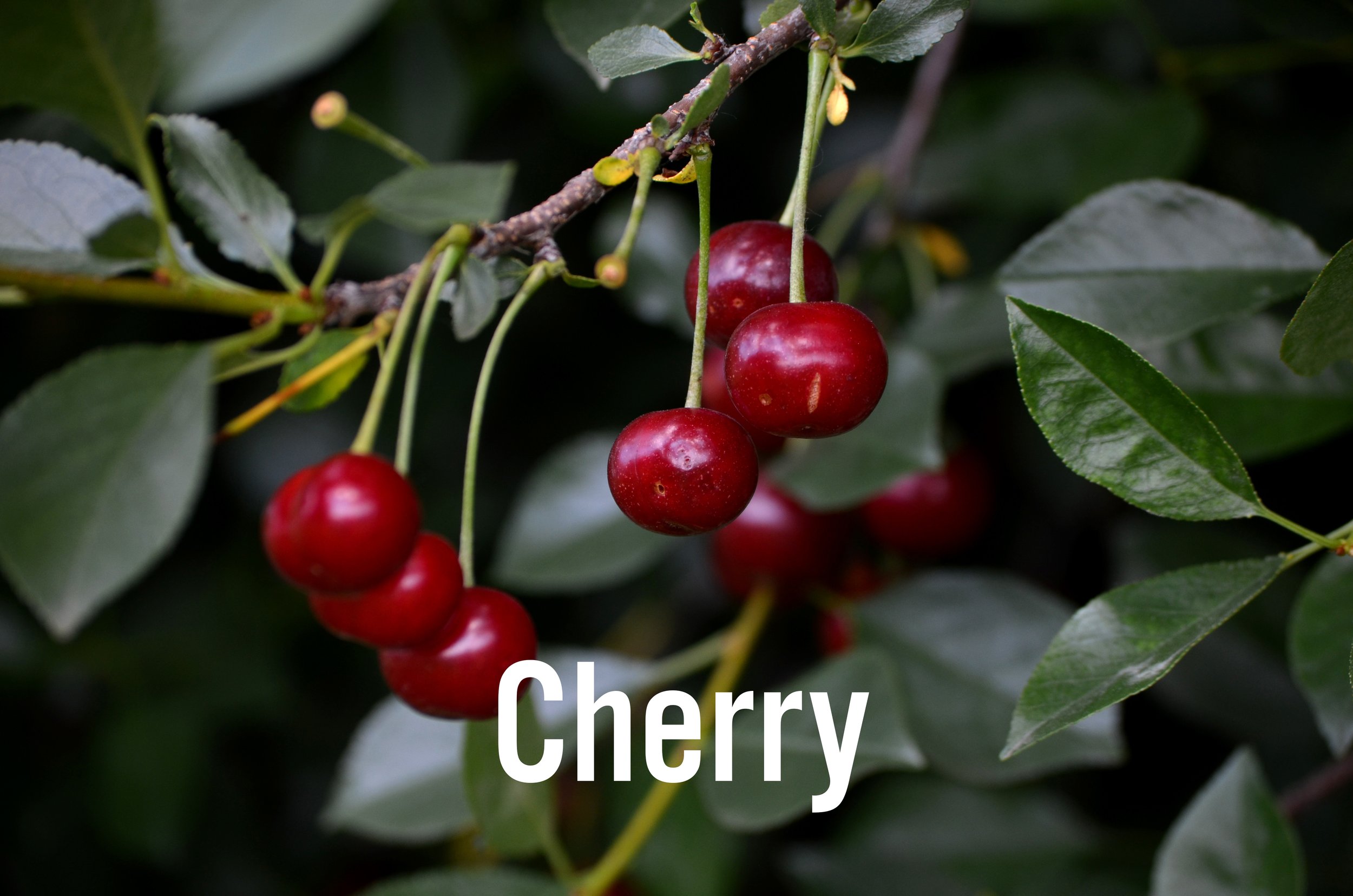 Cherry.jpg
