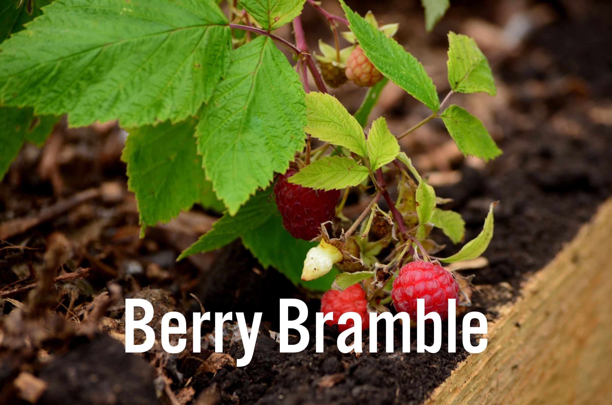 Berry Bramble.jpg