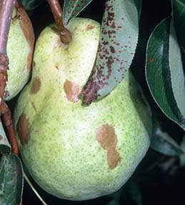 Fruit damage (UC-IPM)