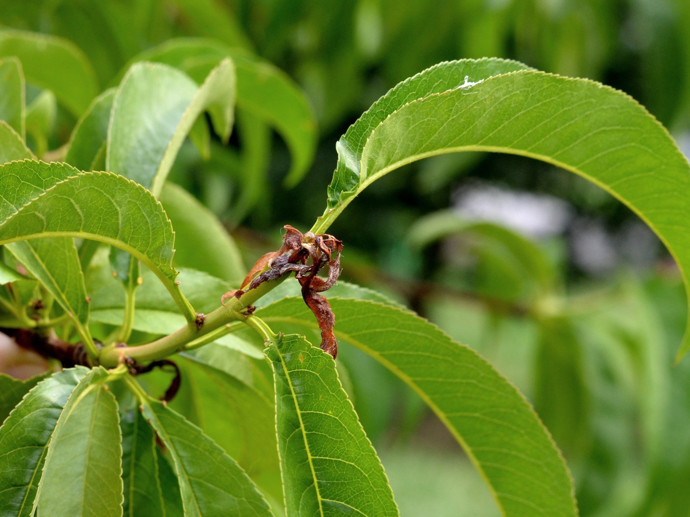 Oriental Fruit Moth