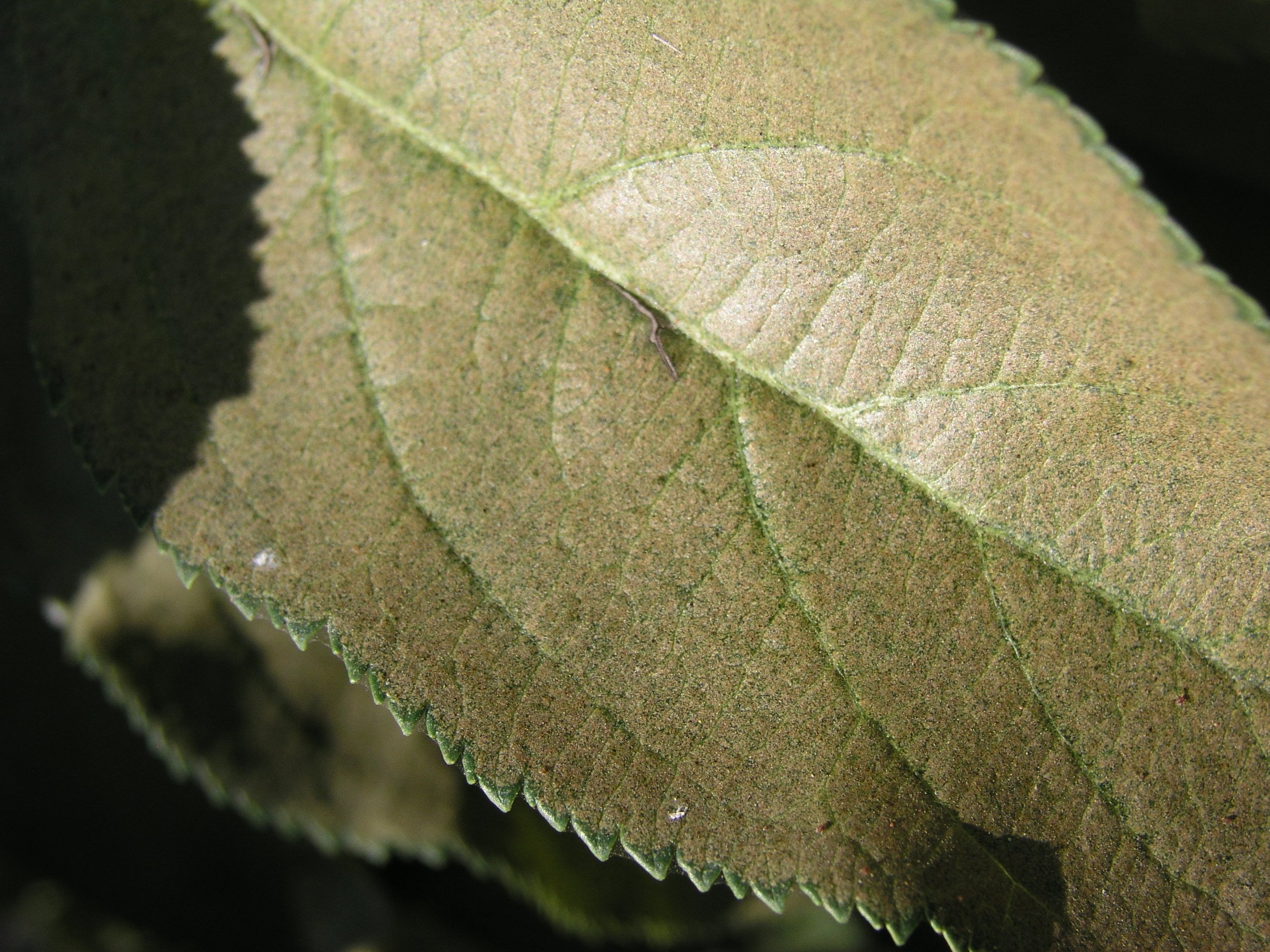 Two Spotted Spider Mite