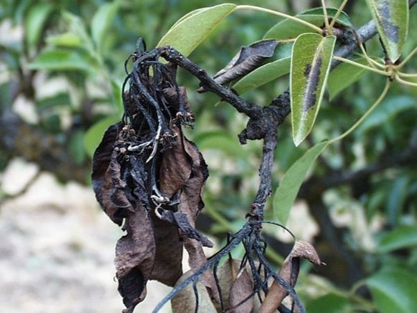 Fire Blight