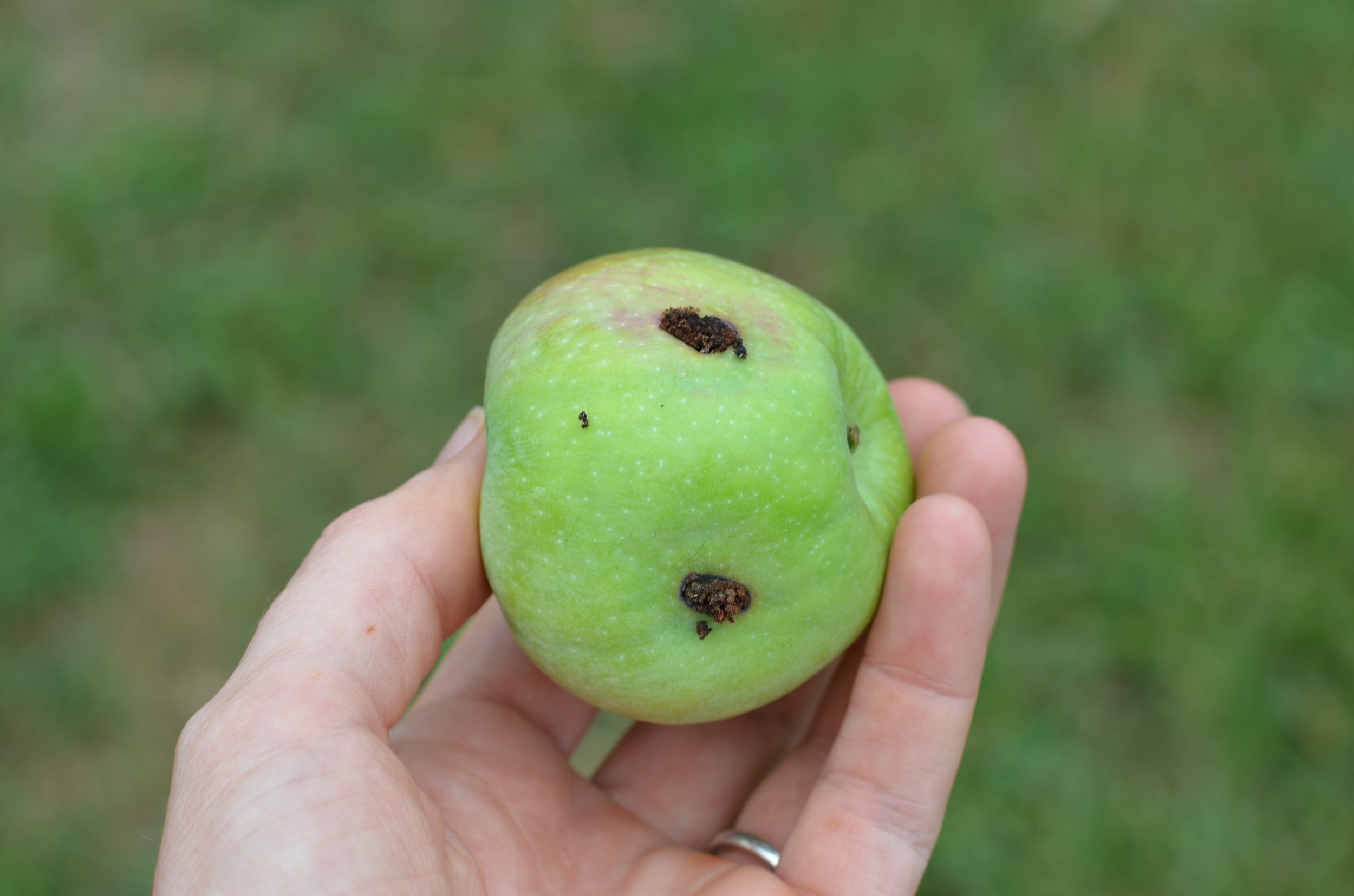 Codling Moth