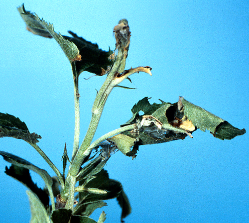 Oblique-Banded Leaf Roller