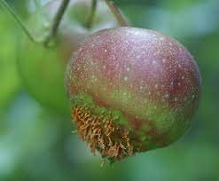 Cedar Apple Rust