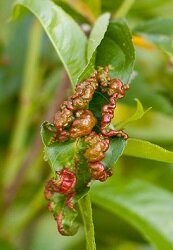 Peach Leaf Curl