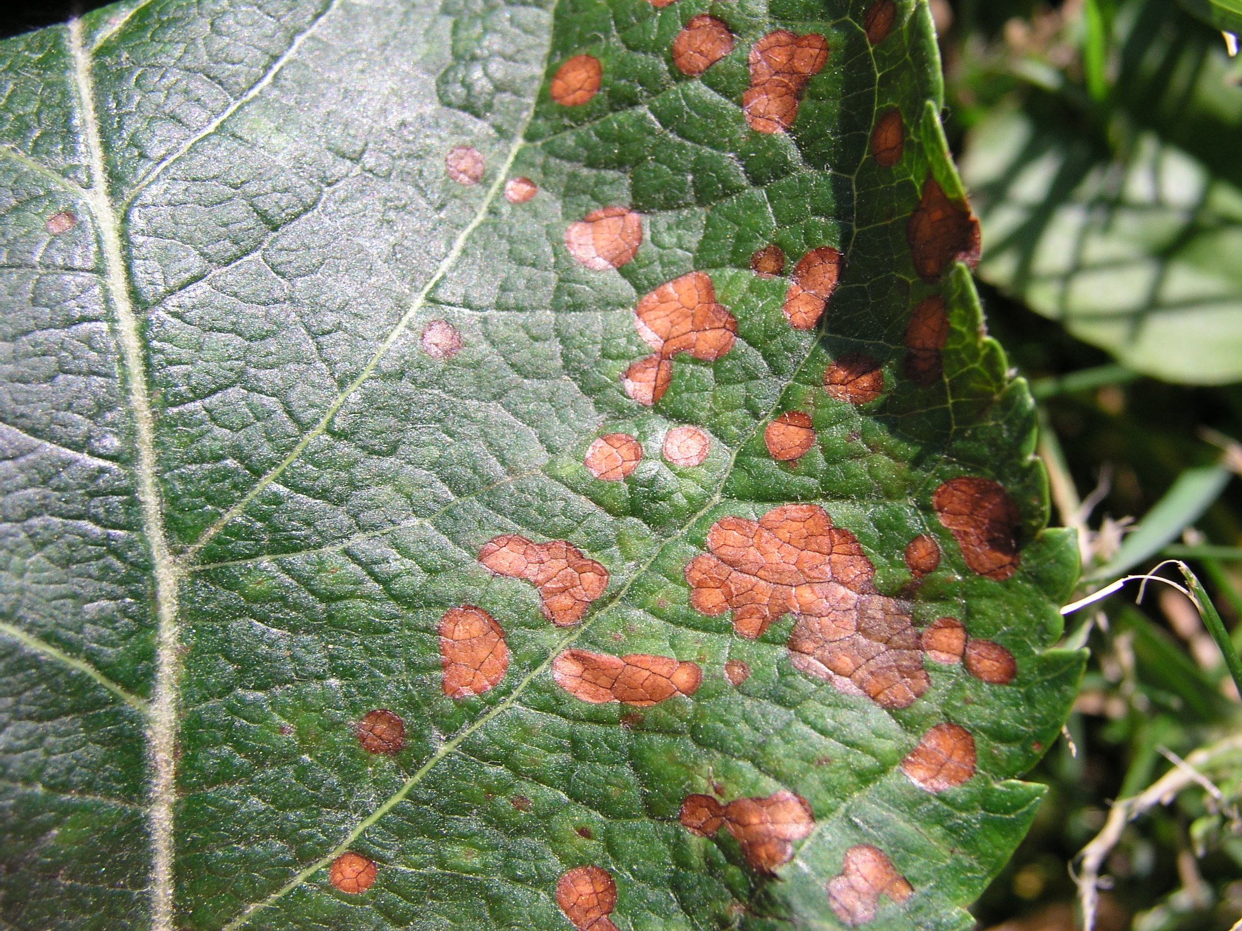 Frogeye Leaf Spot- Black Rot