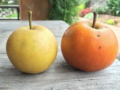 Growing Asian Pears