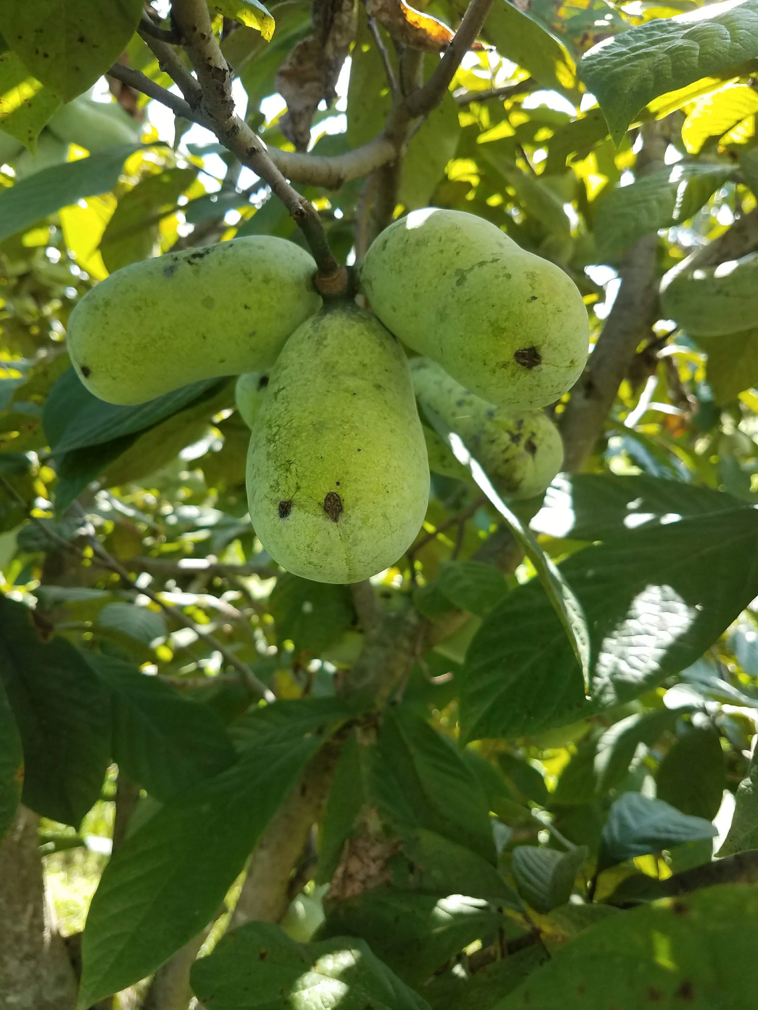 Growing Pawpaws in Community Orchards