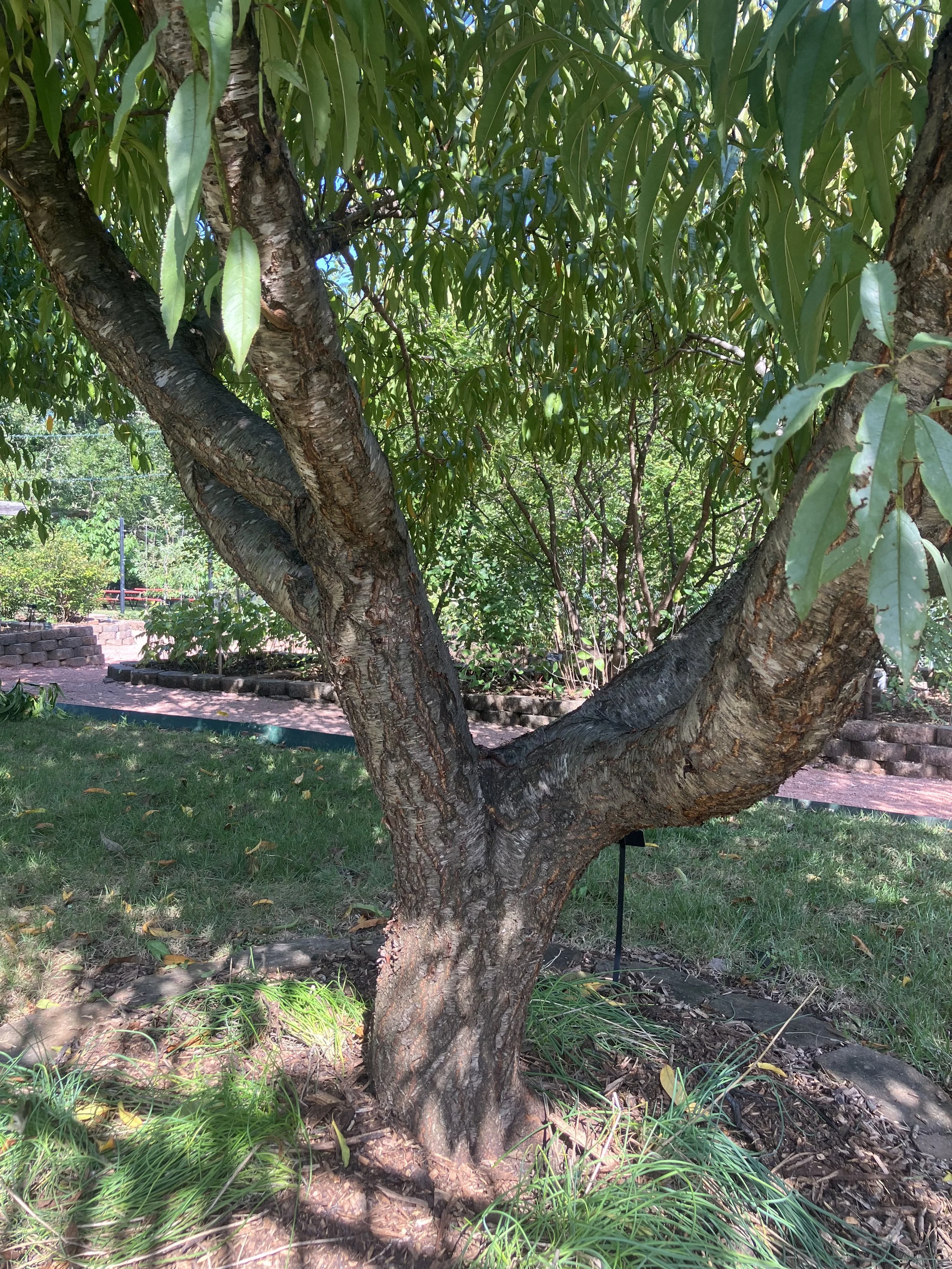 Pruning to an Open Center