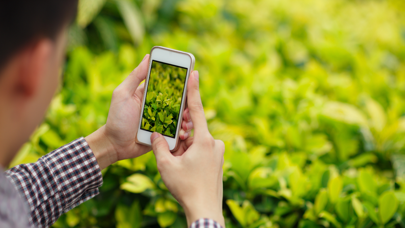 use phone for bioblitz