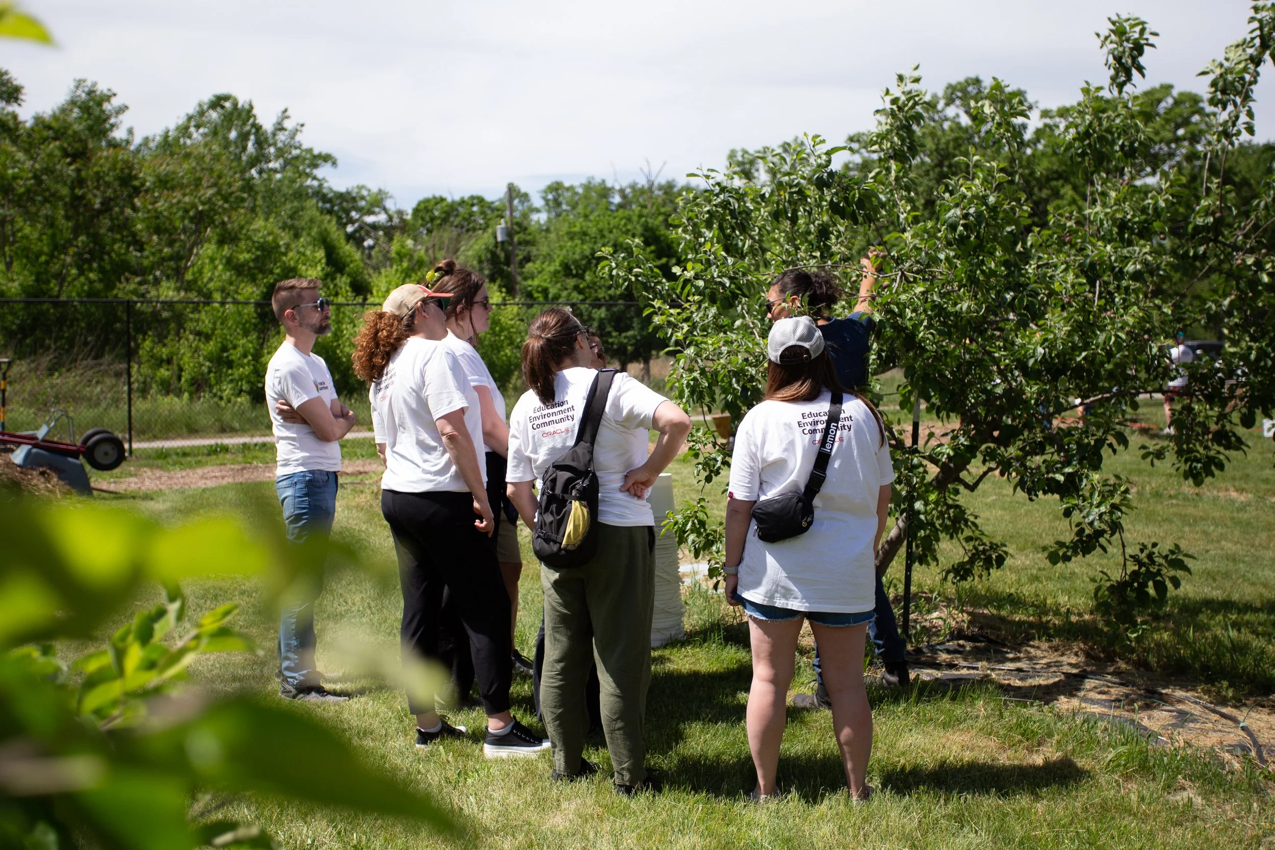 corporate team volunteering at an orchard