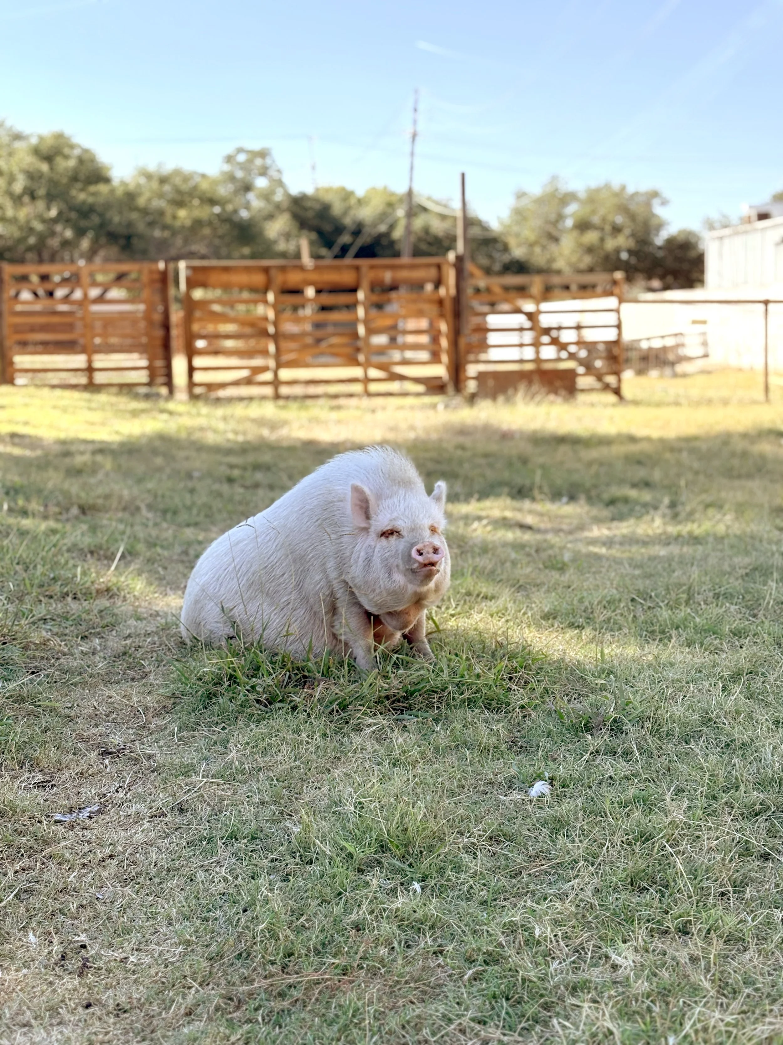 Pig on a farm