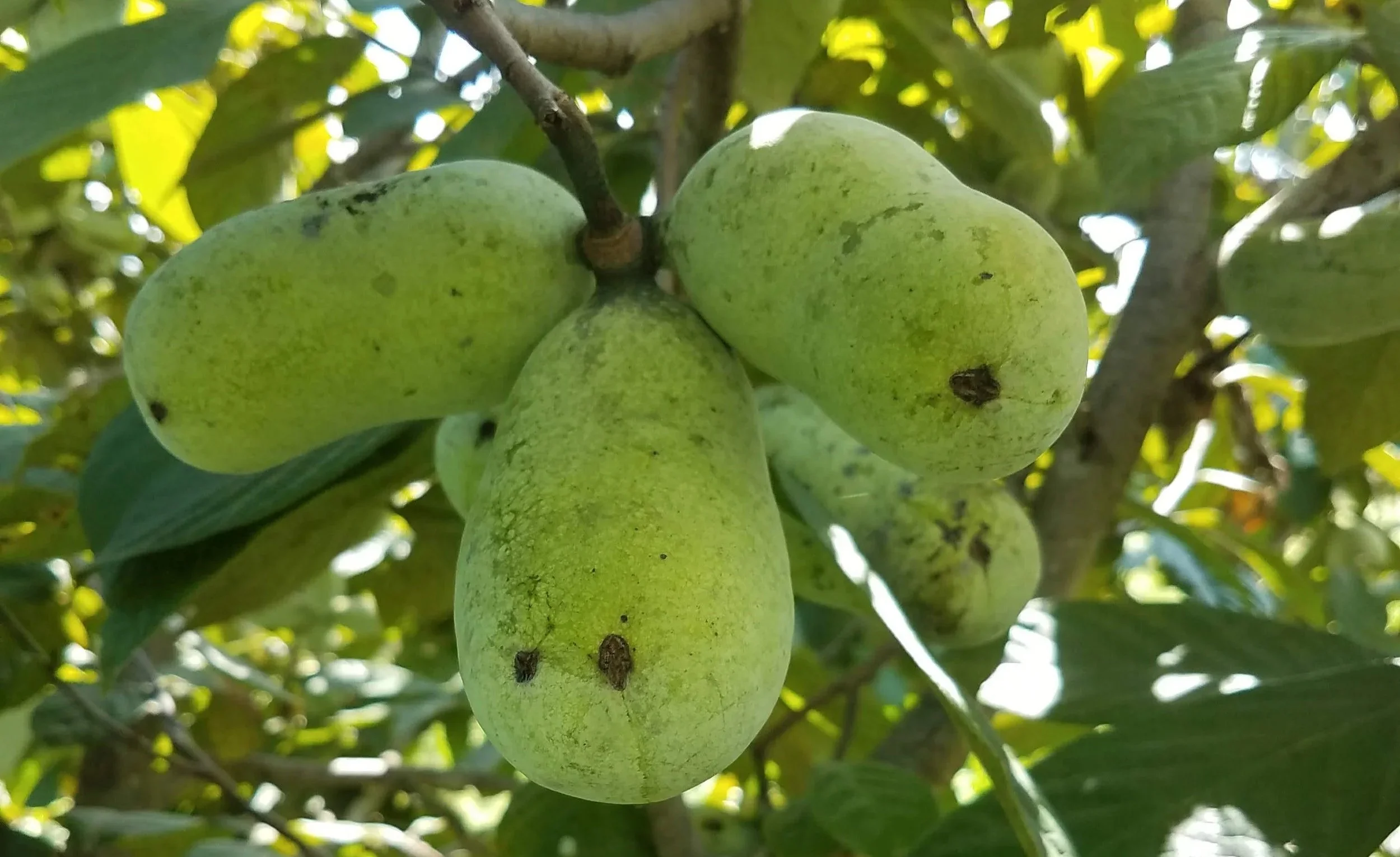 Pawpaw on a tree