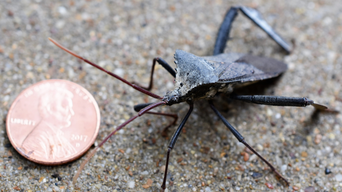 stink bug by a penny
