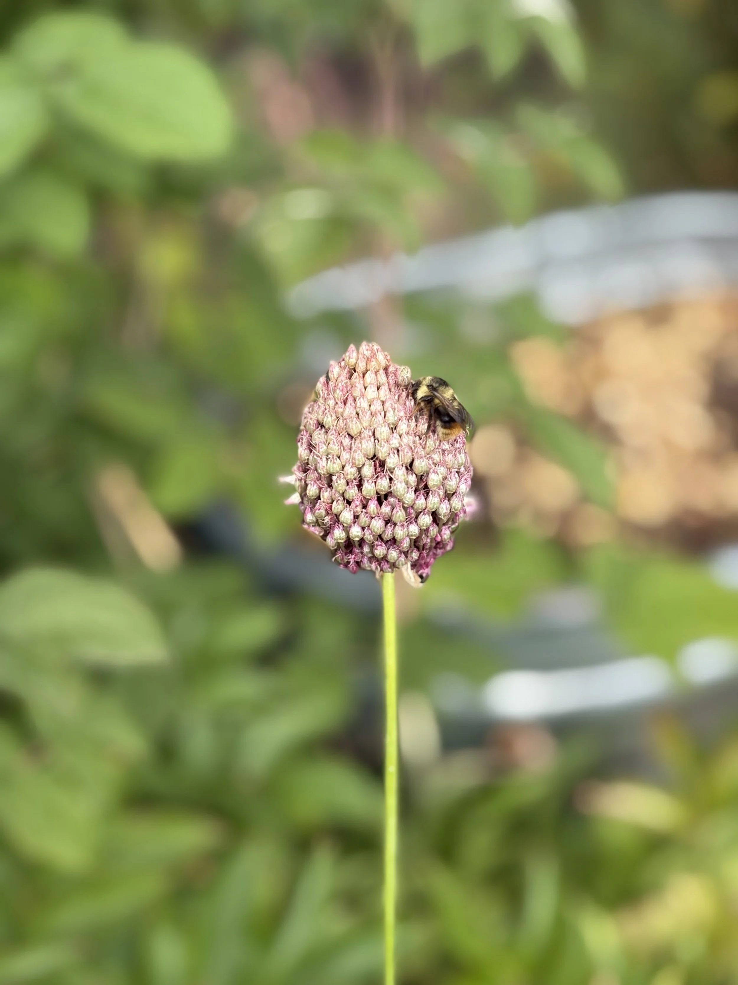honeybee on a allium flower