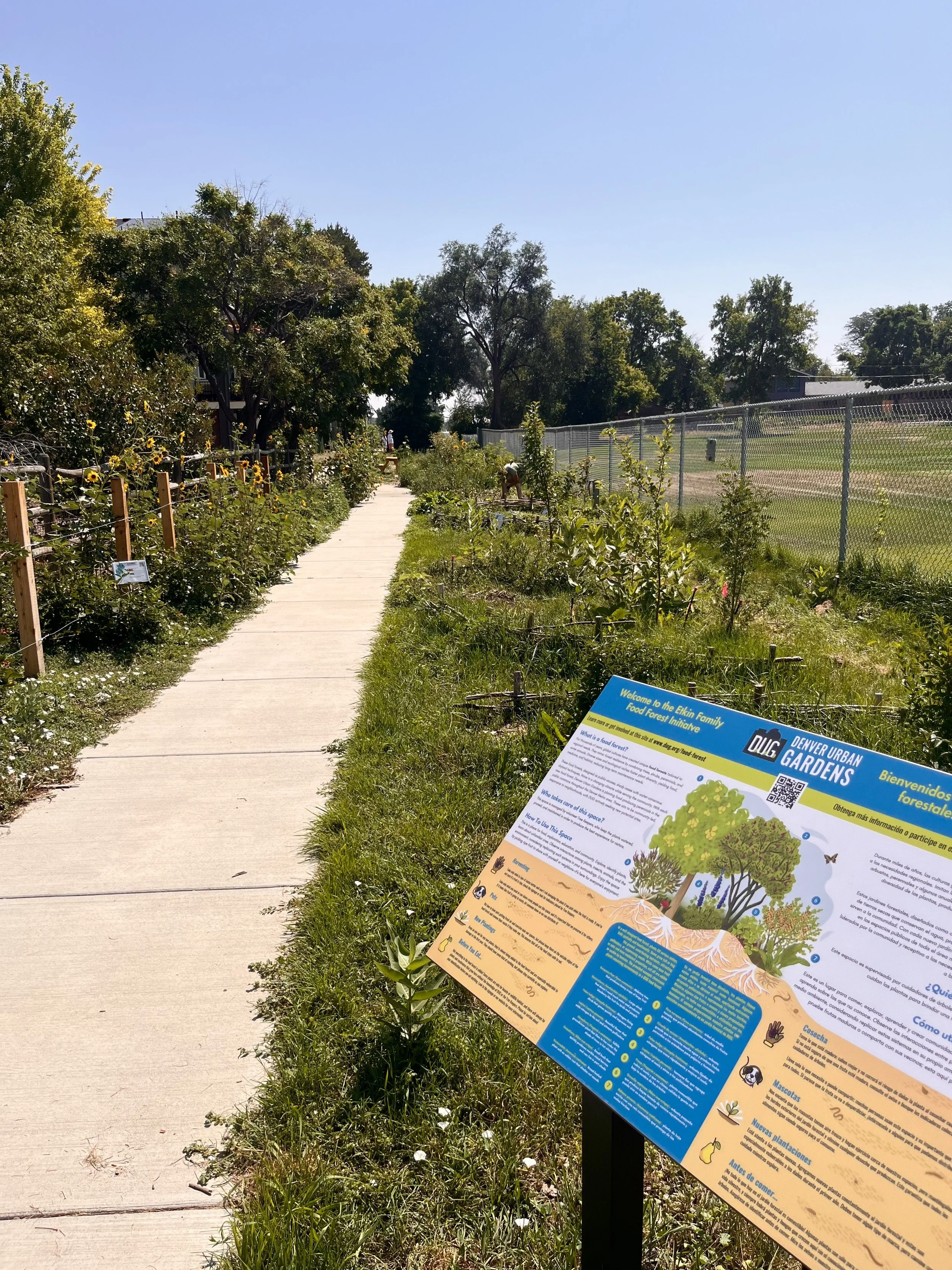 A food forest sits tucked in between a sidewalk and fence