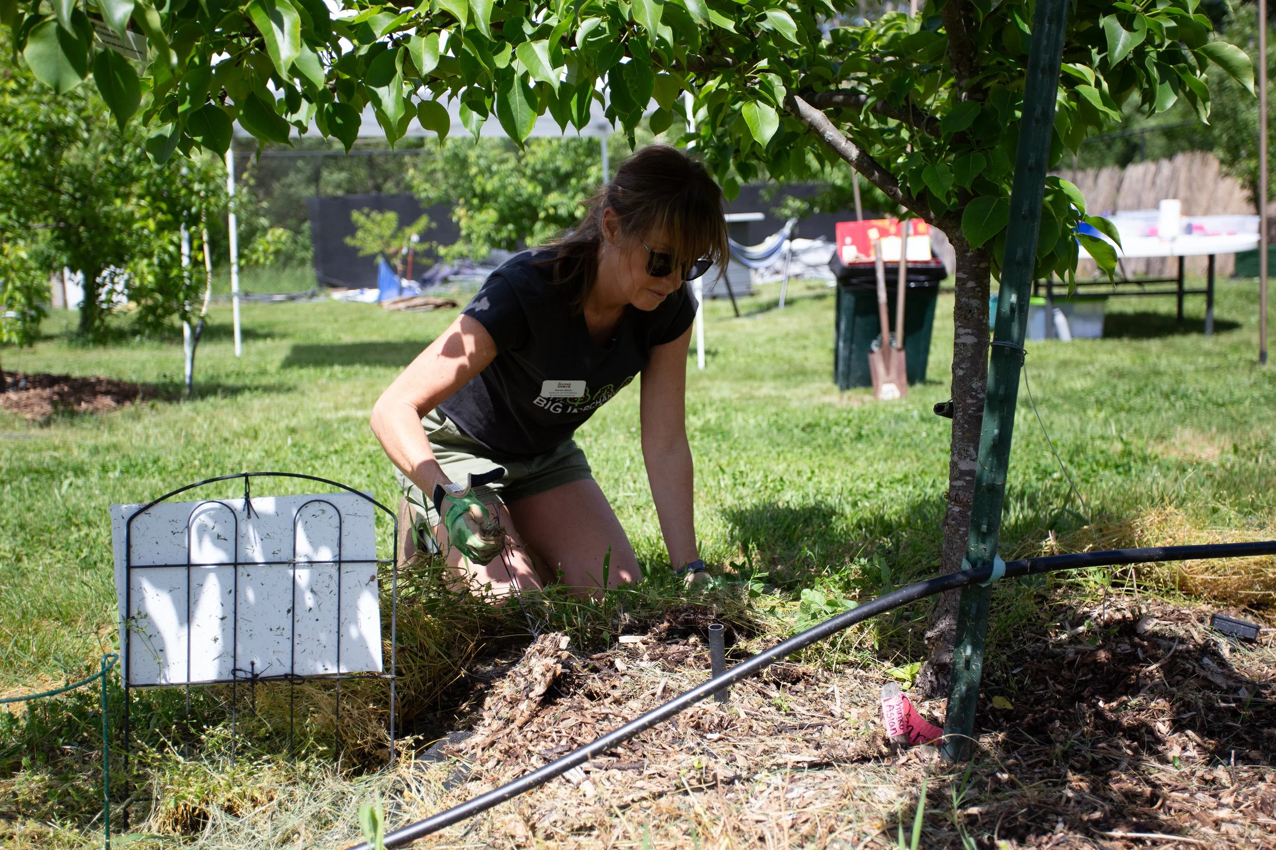 Sarah Sikich weeds under an apple tree in a Giving Grove orchard