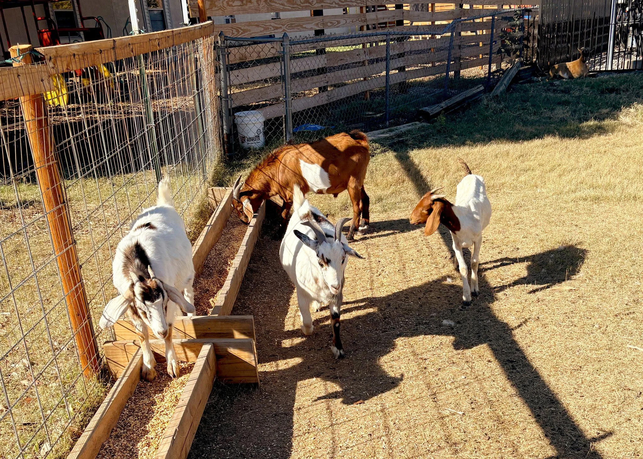 Goats eating from a trough
