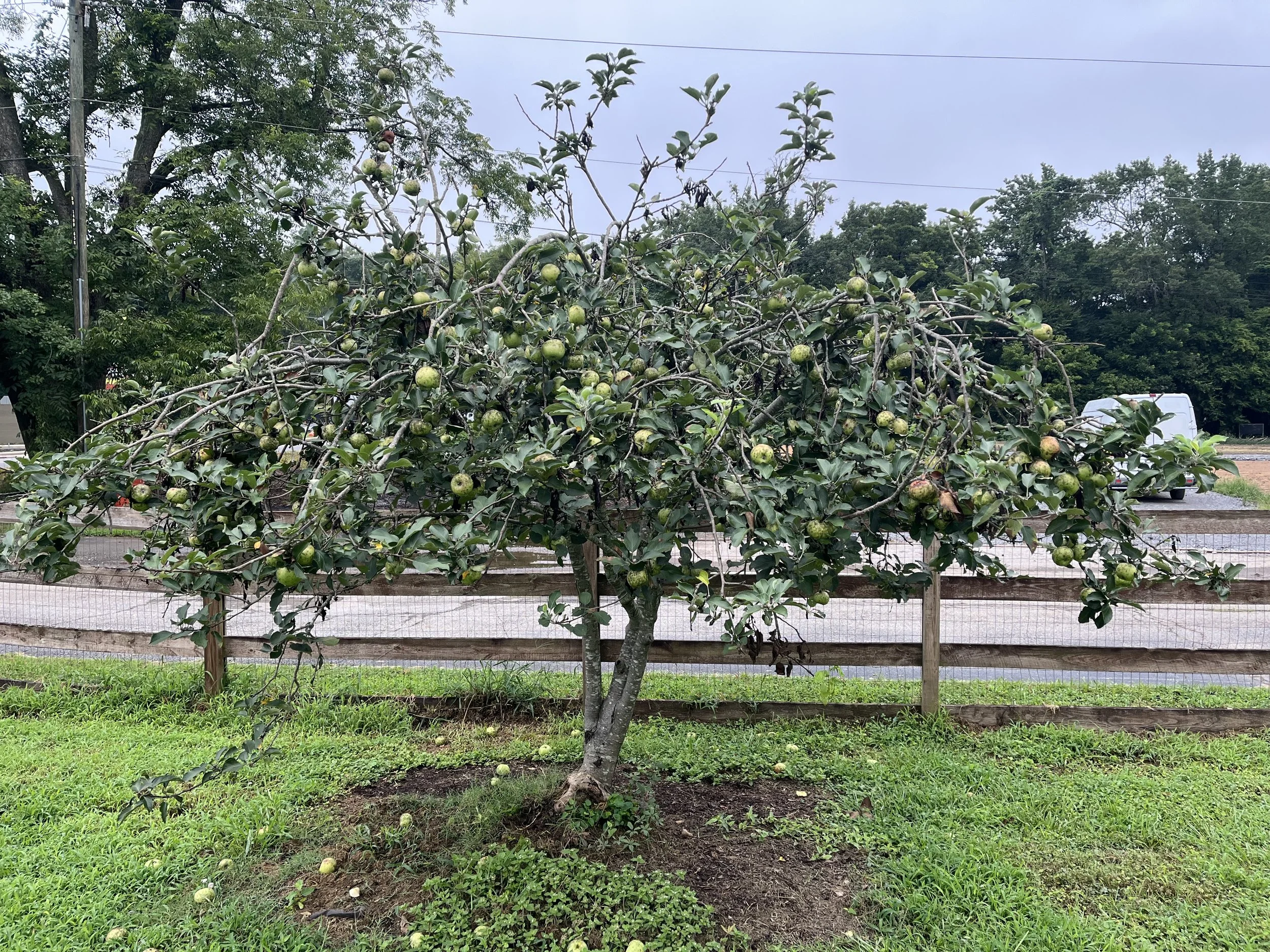 Apple Tree Pruned to Open Center