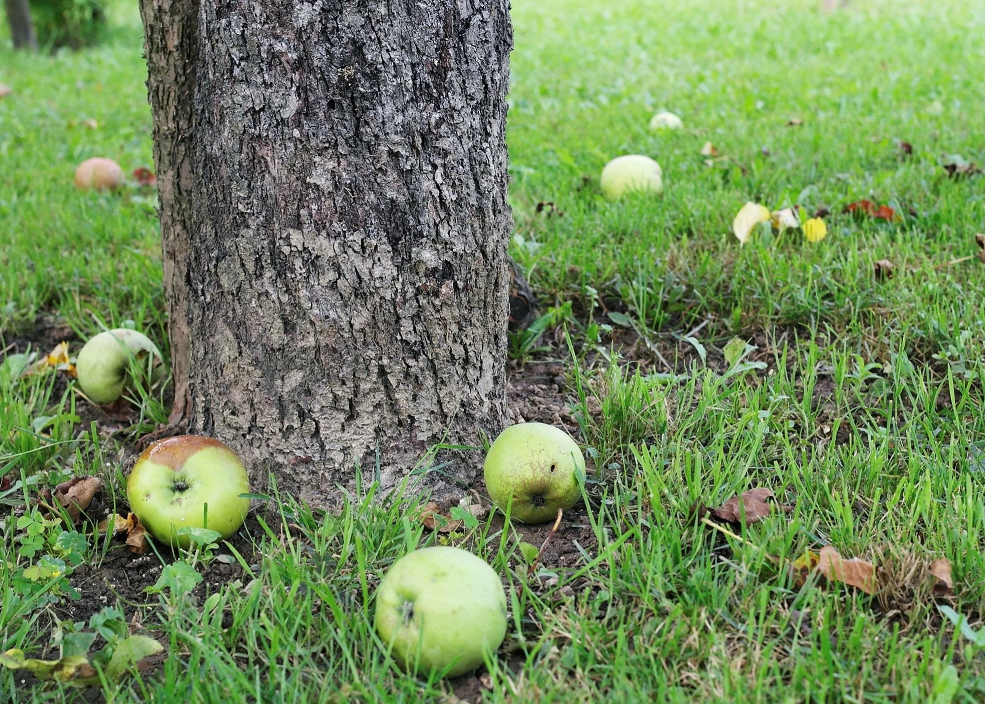 Fallen apples on the soil next to a fruit tree