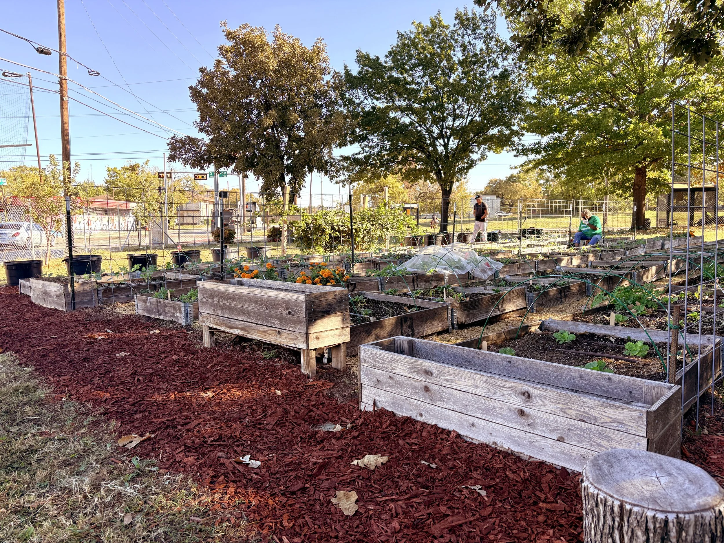 Lush raised garden beds in Dallas