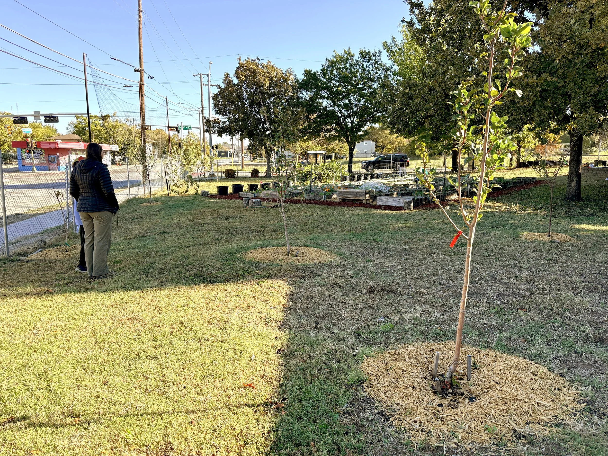 Orchard and community garden with volunteers