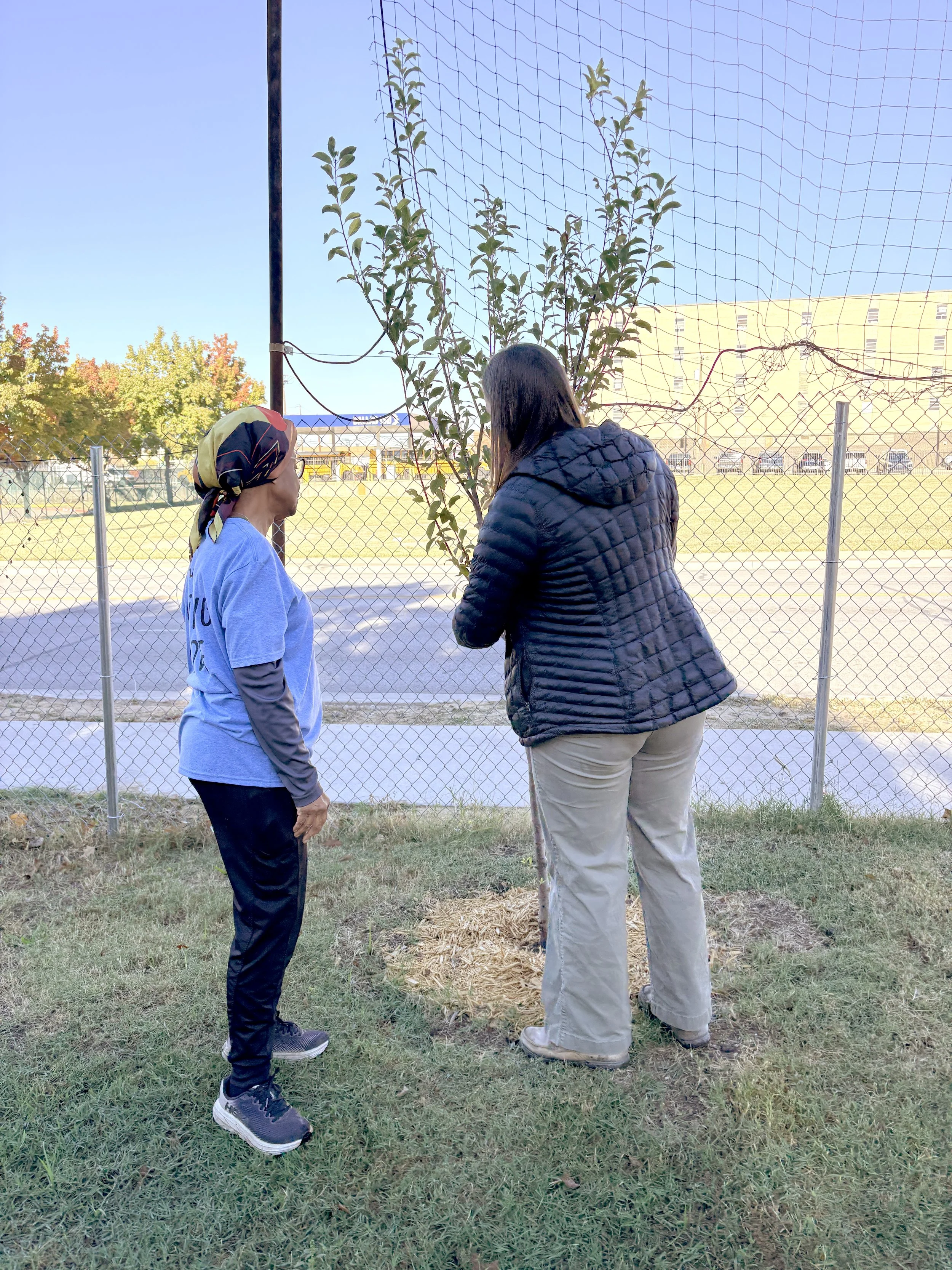 Orchard stewards with newly planted tree