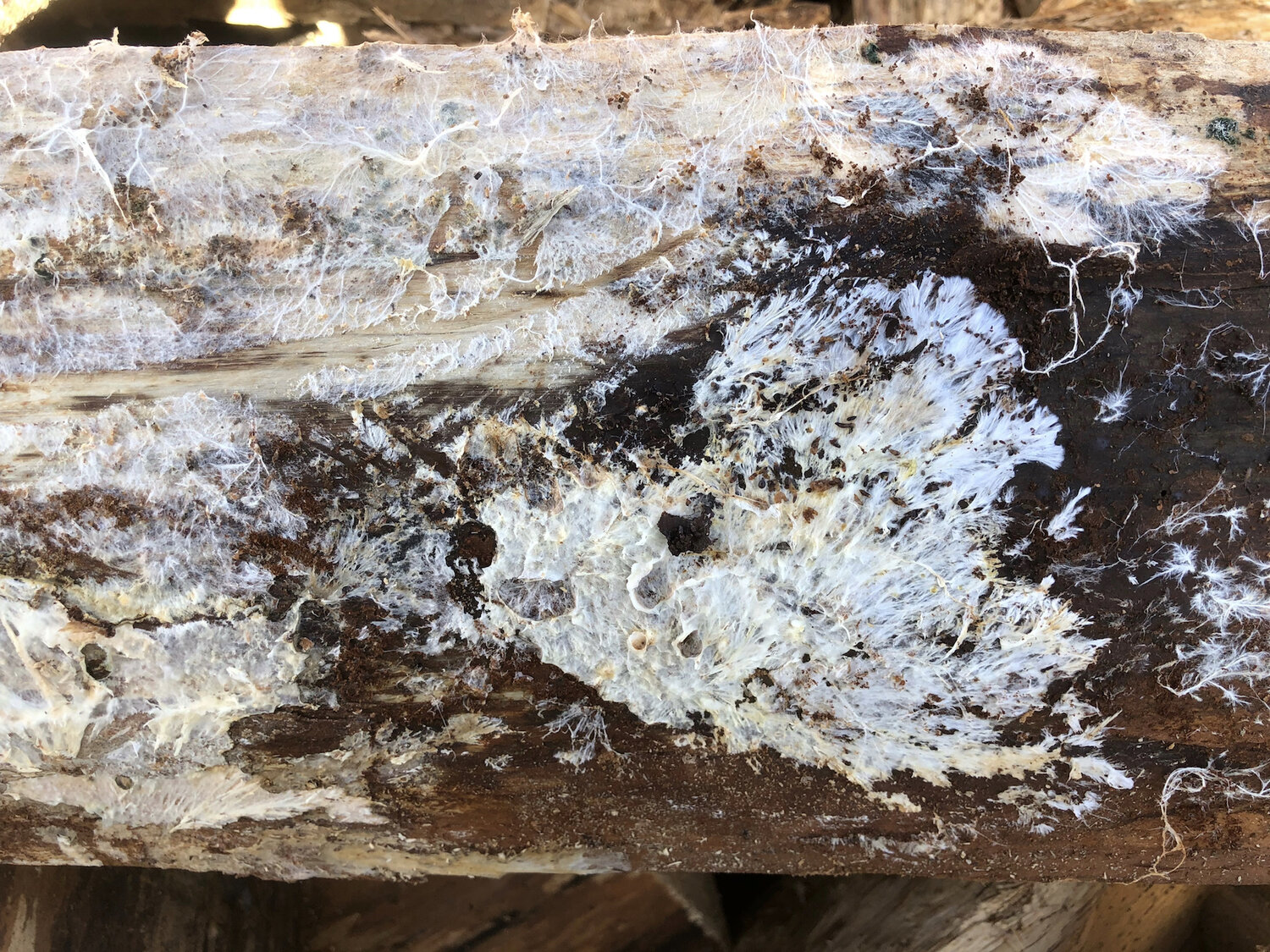 Can You Burn Wood With Mold on It? 