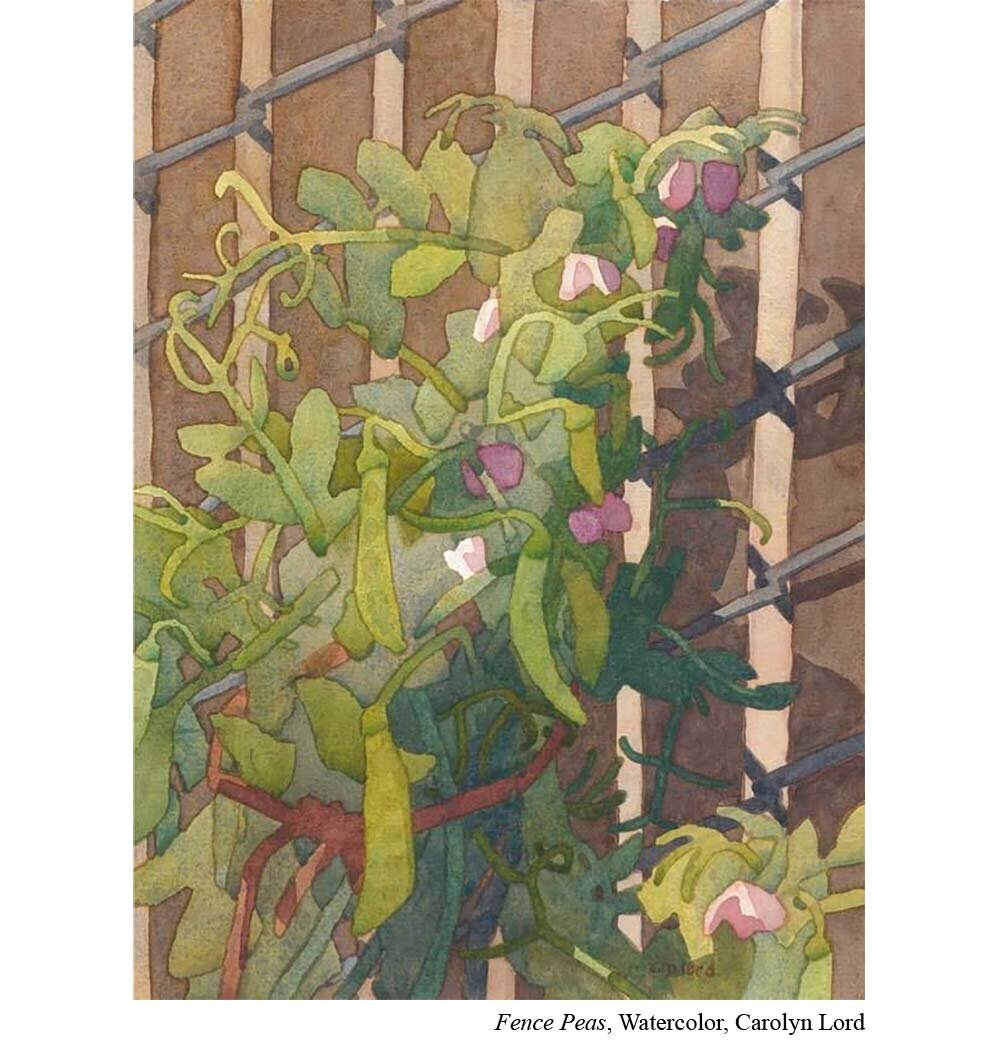 Fence-Peas-Watercolor-CarolynLord-1000.jpg