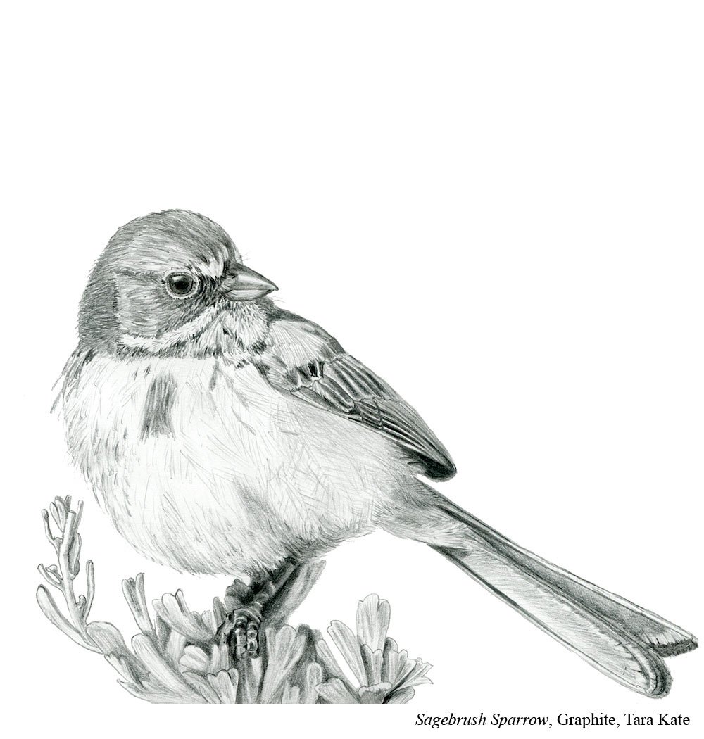 Bird Drawing Painting Poster Sketch, PNG, 1200x1200px, Bird, Art, Art  Museum, Beak, Black And White Download