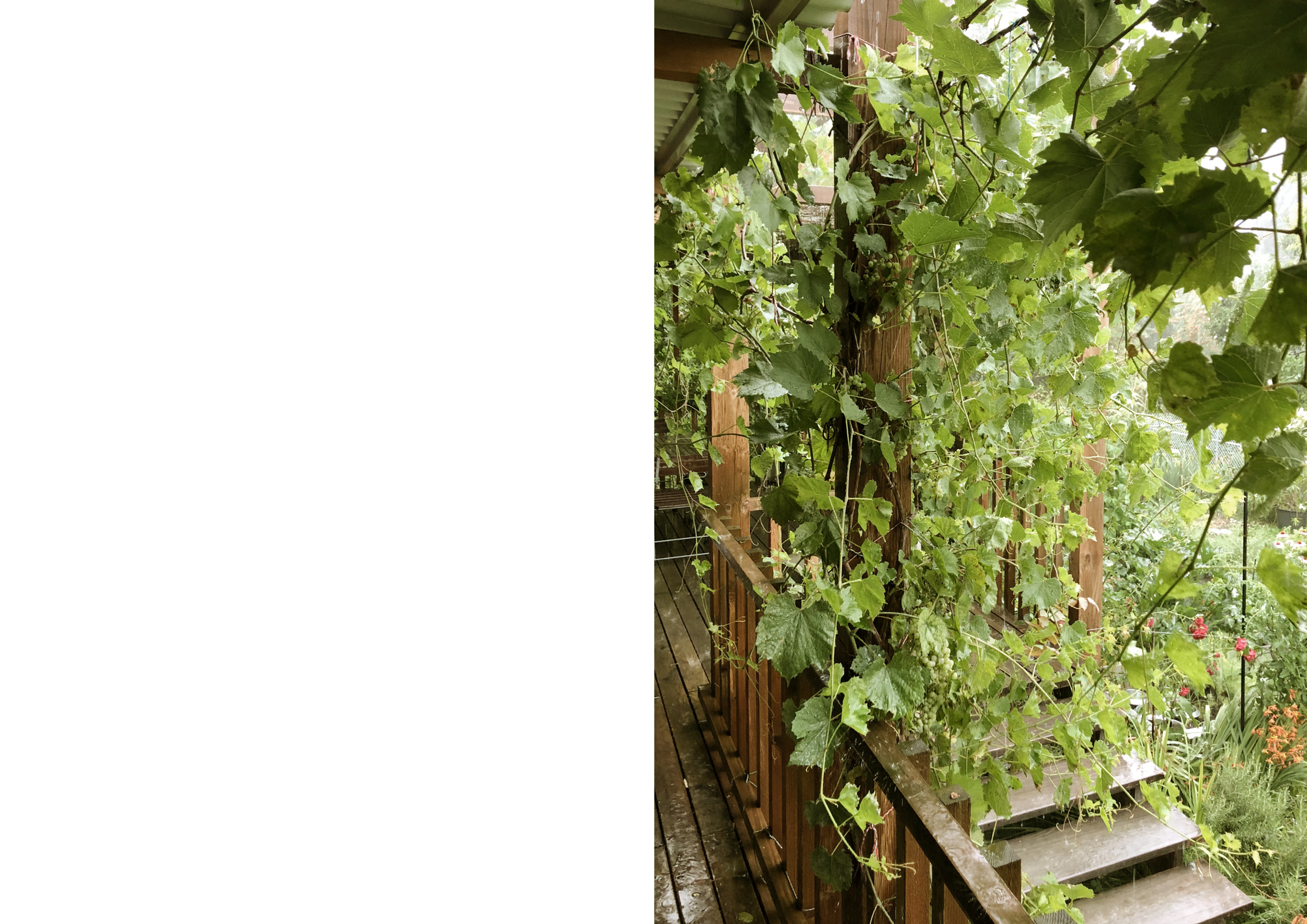 efh-jaegerstrasse_pergola2_mentha_walther_architekten.png