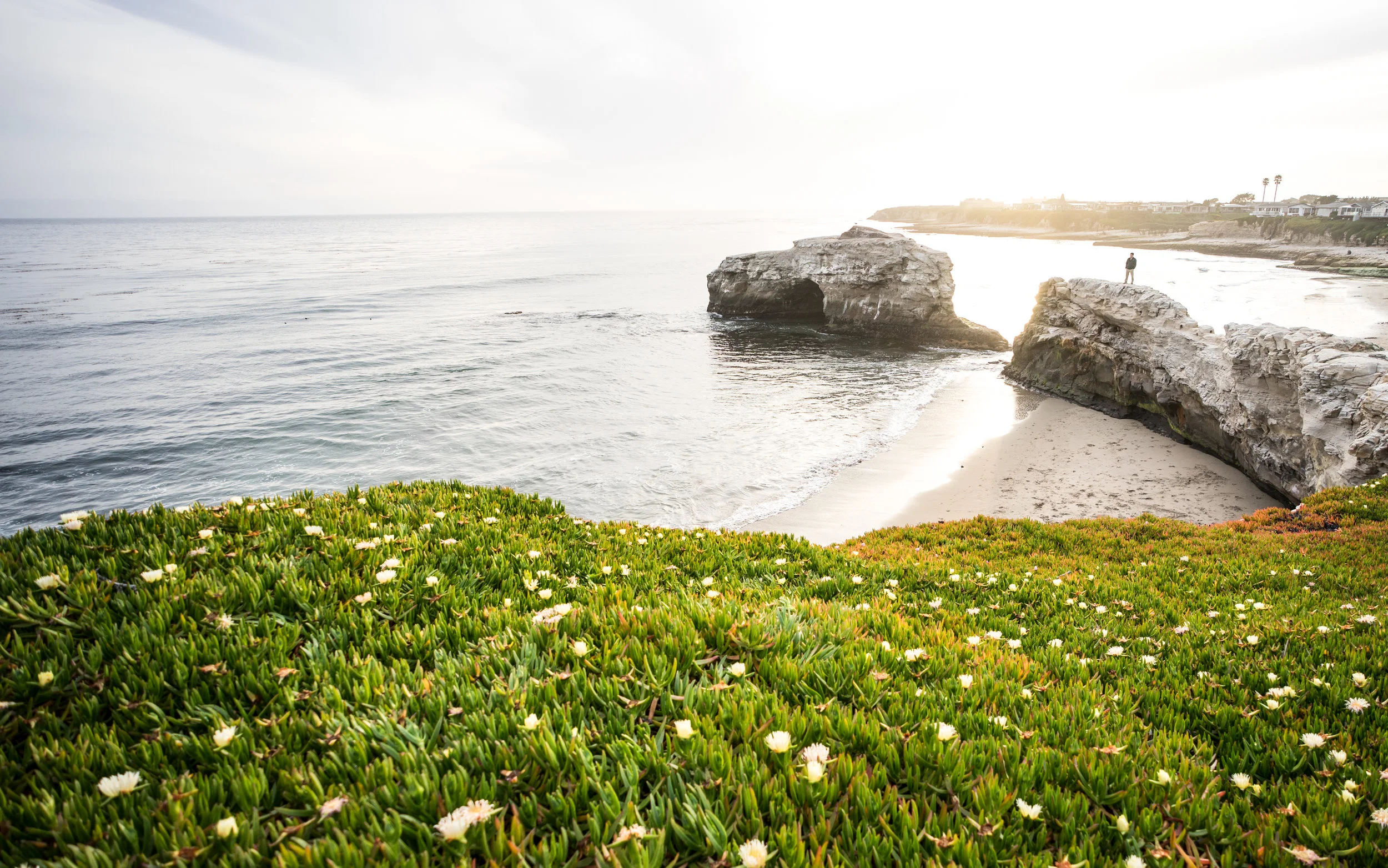 Santa-Cruz-NaturalBridges-Desktop-V2.jpg