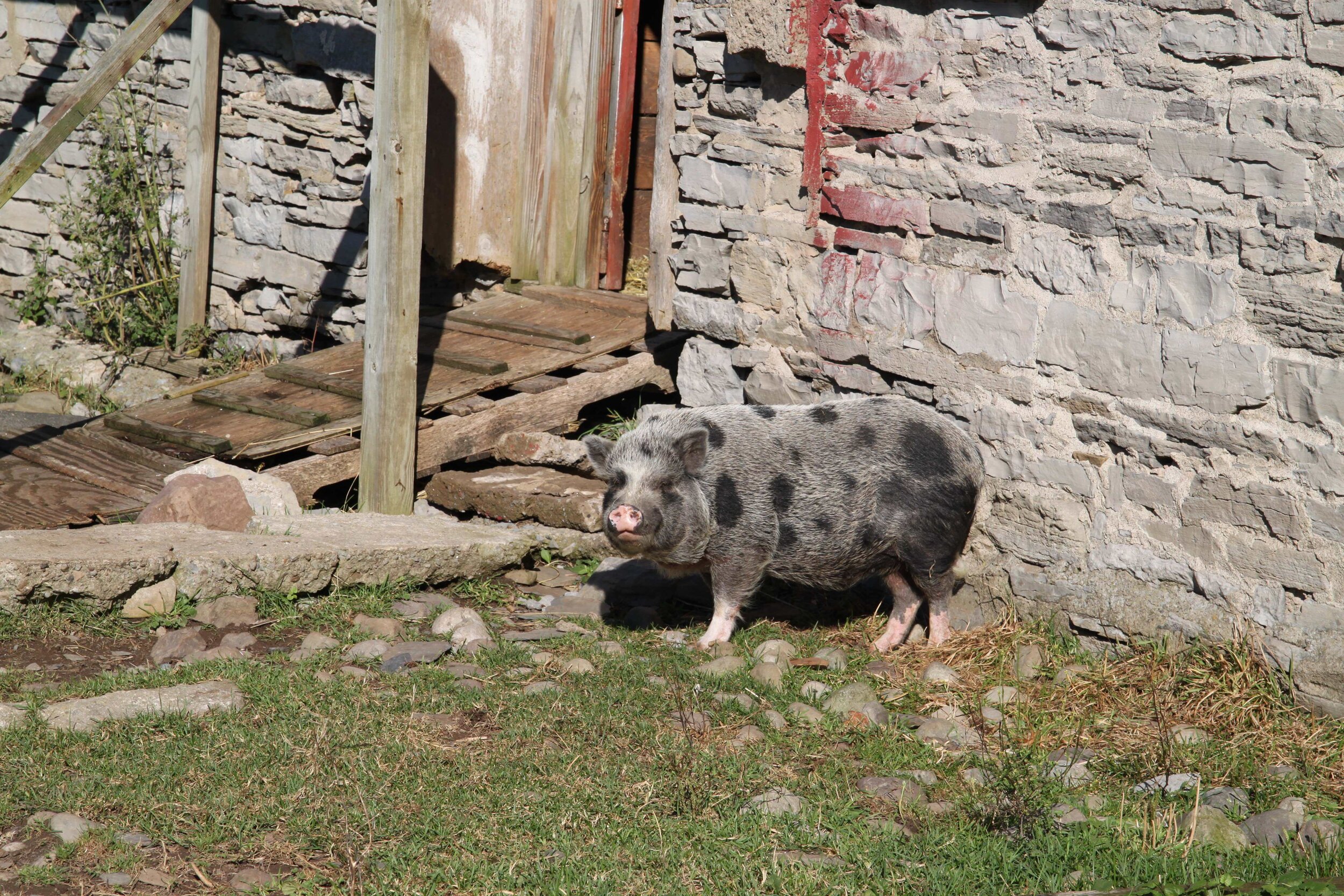 Pig 2.jpg