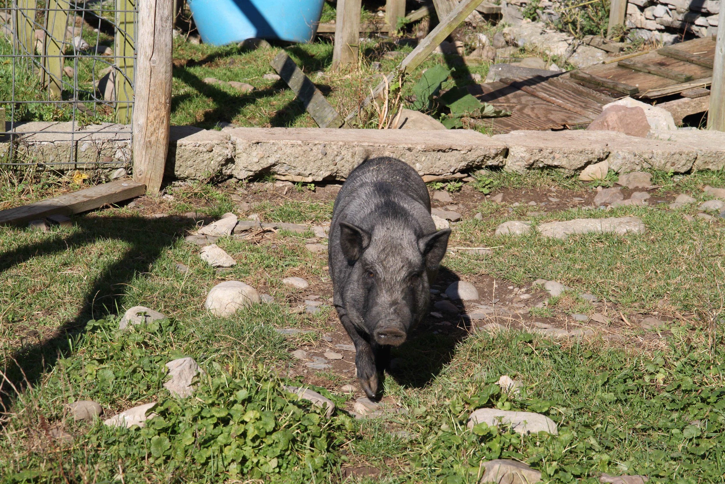Potbelly Pig (1).jpg