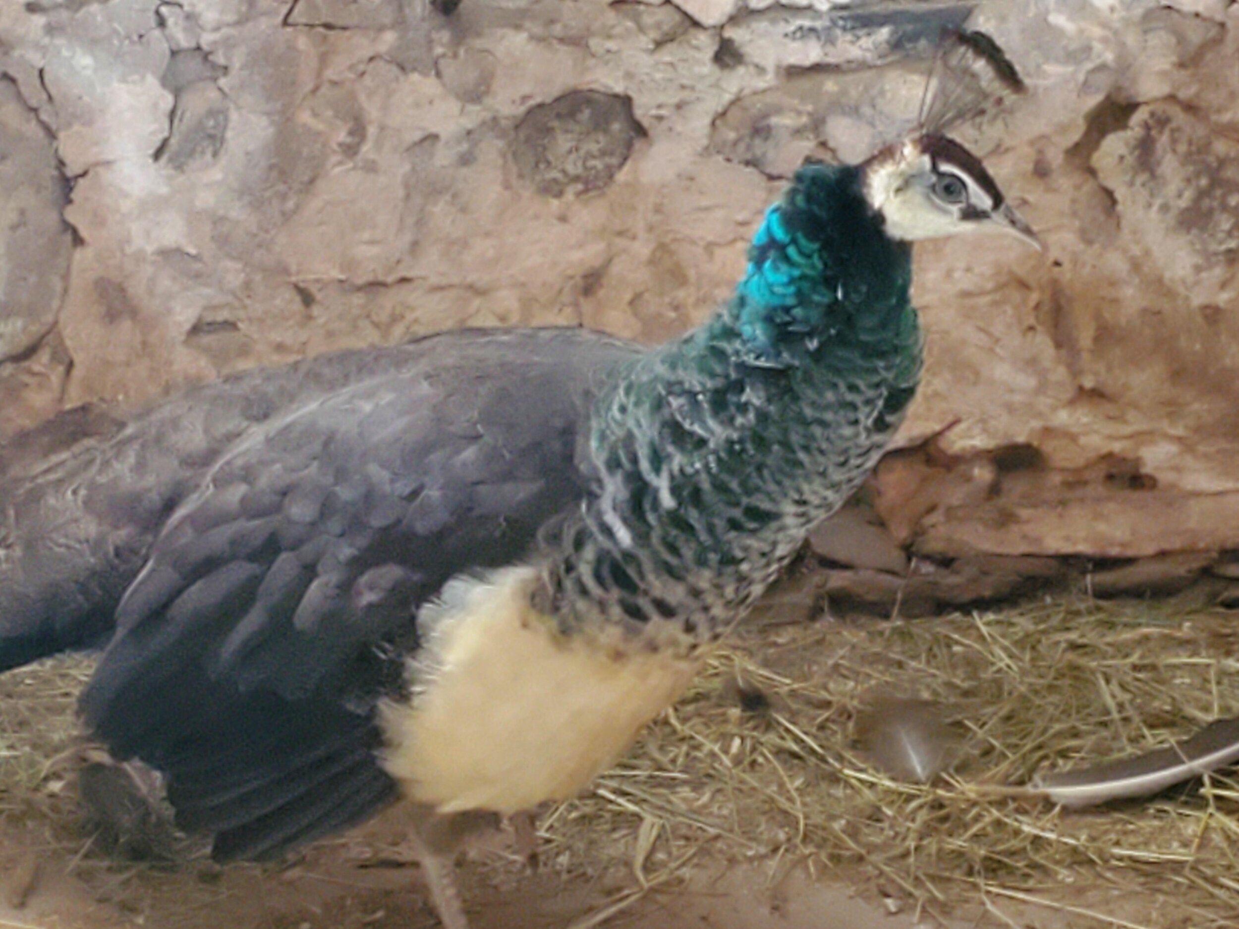 peahen.2020.jpg