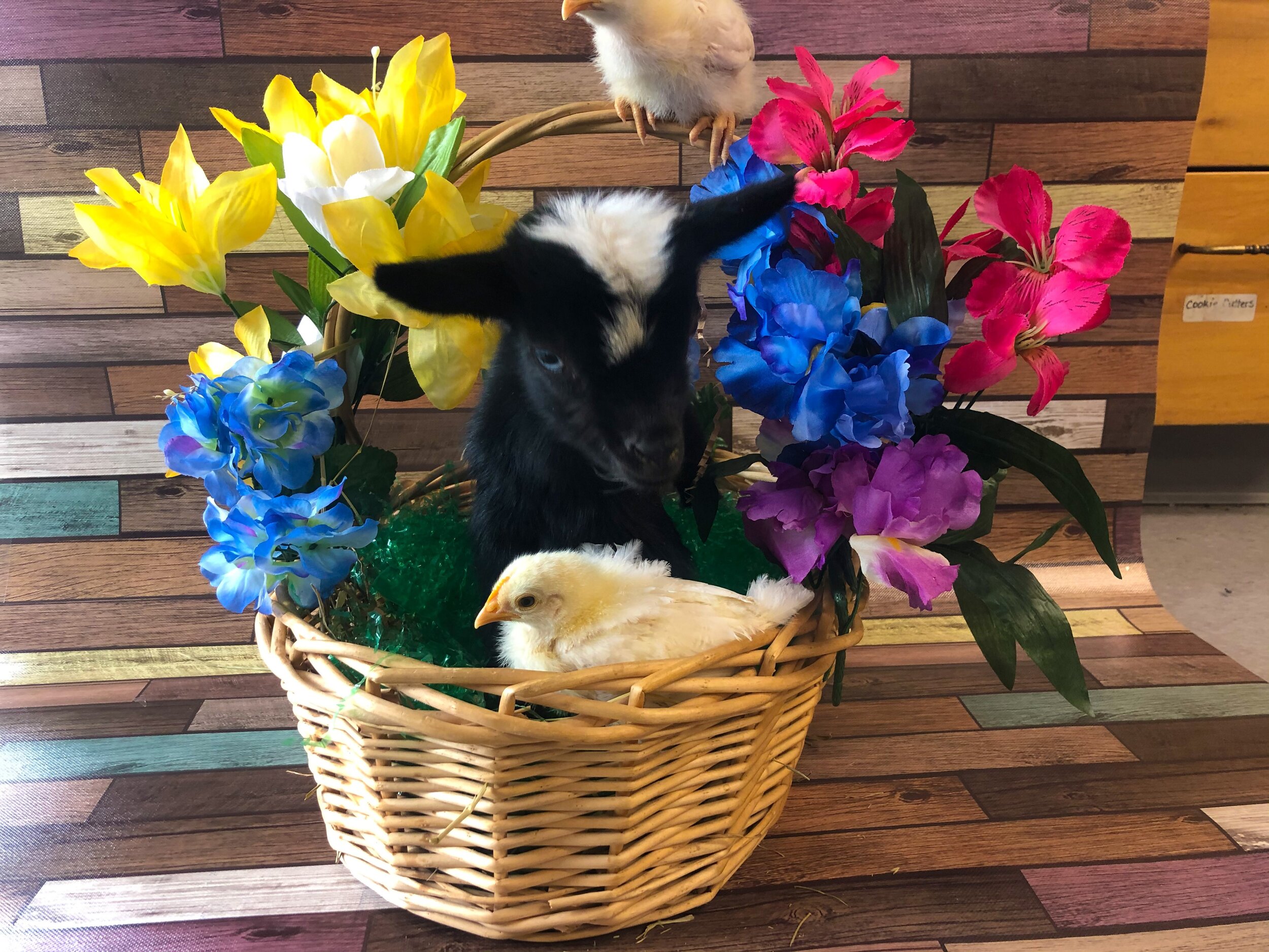 goat basket.jpg