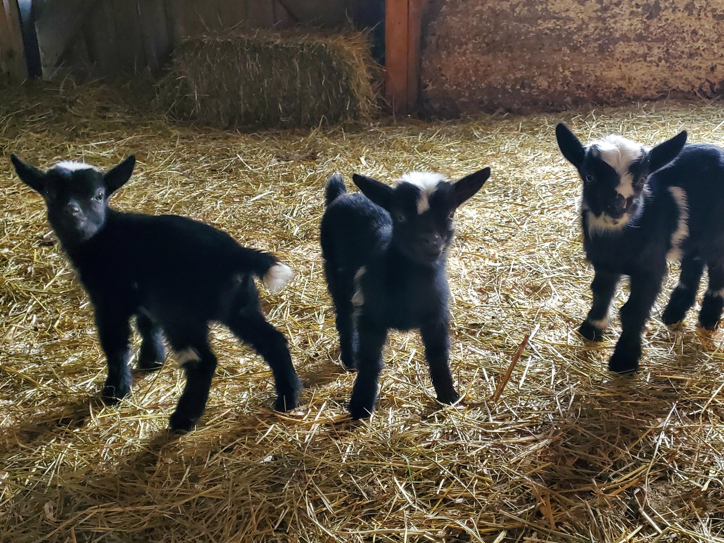 3.baby.goats.jpg