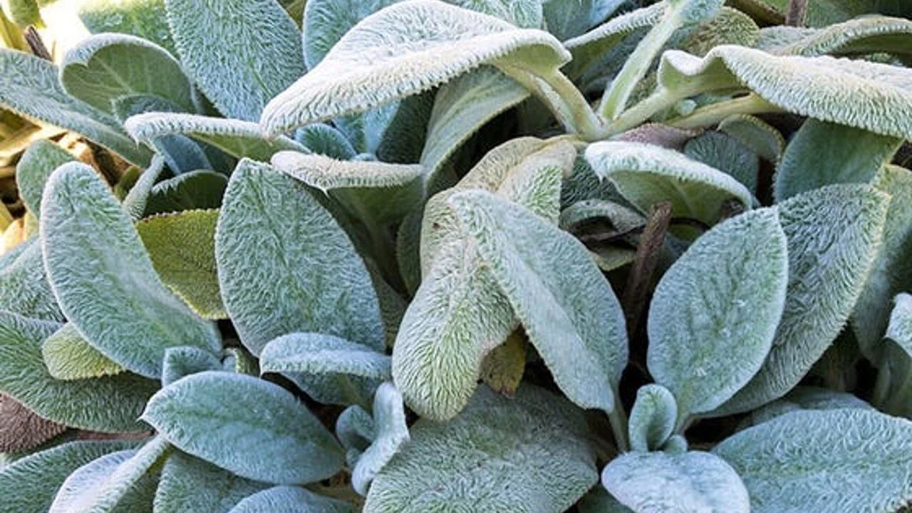Lamb's Ear.jpg