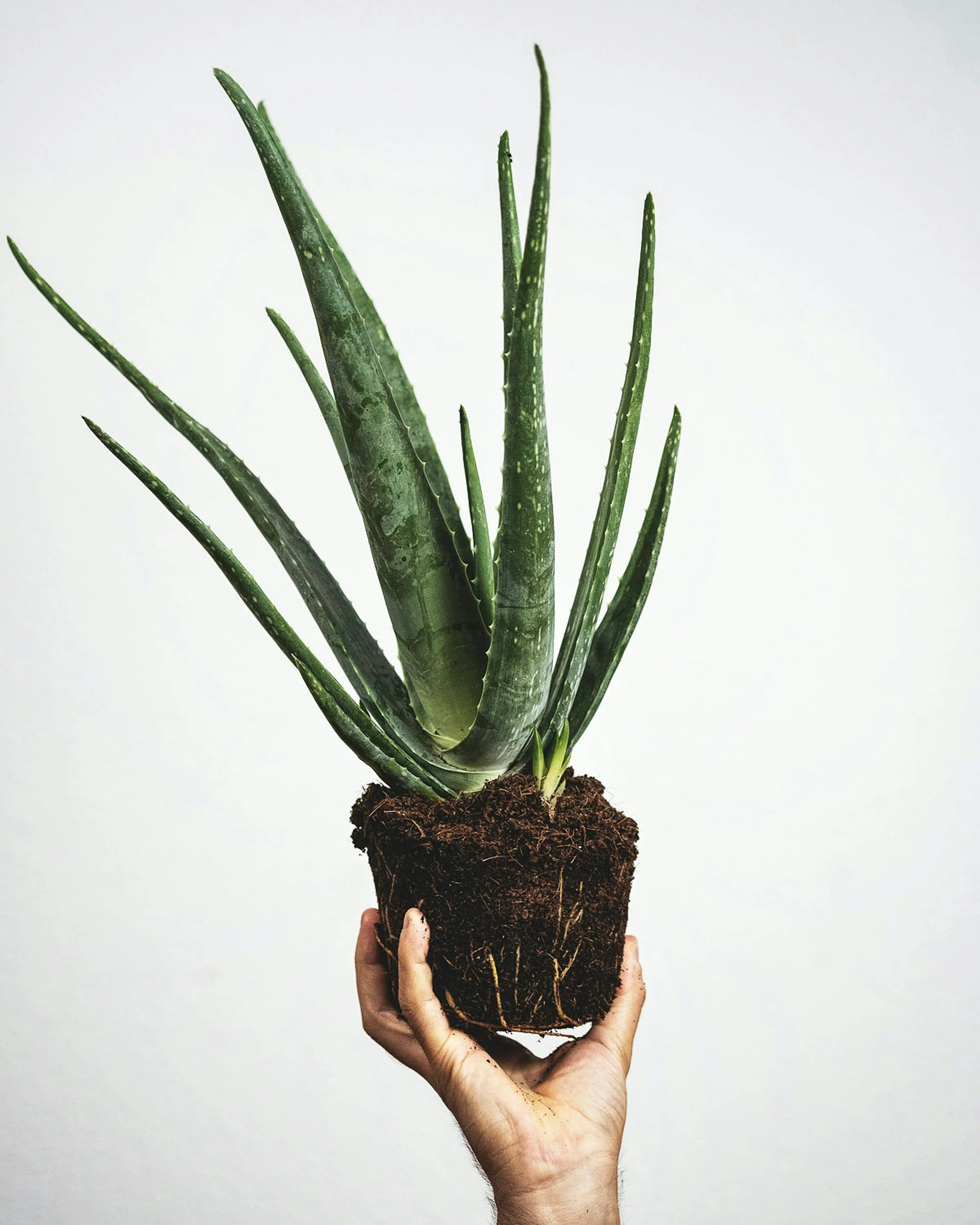 We are all like plants. An analogy for how we can make painful things better.