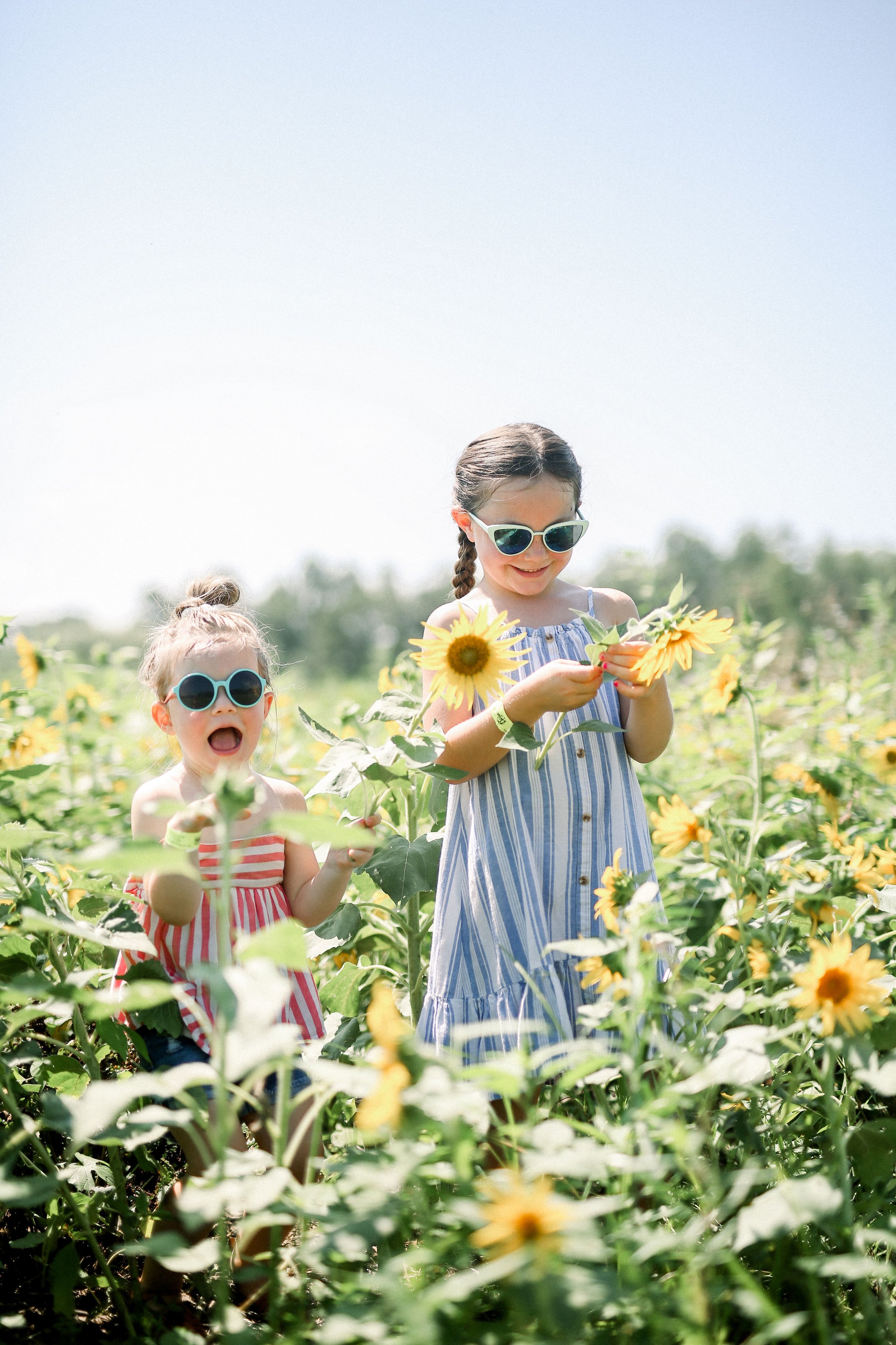 yelling in the sunflower.jpeg