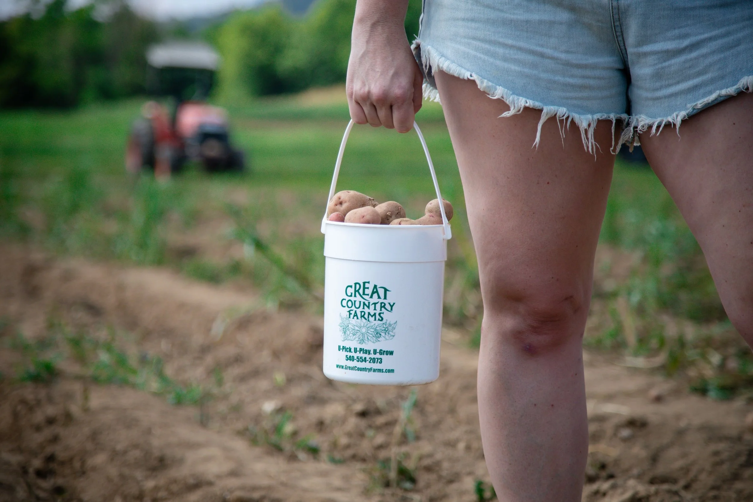 potatos in bucket at great country farms field.jpeg