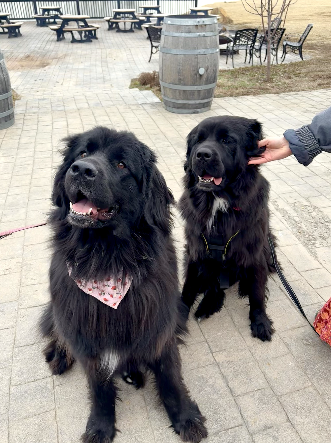 Screenshot 2026-02-15 at 9.06.04 PM.png