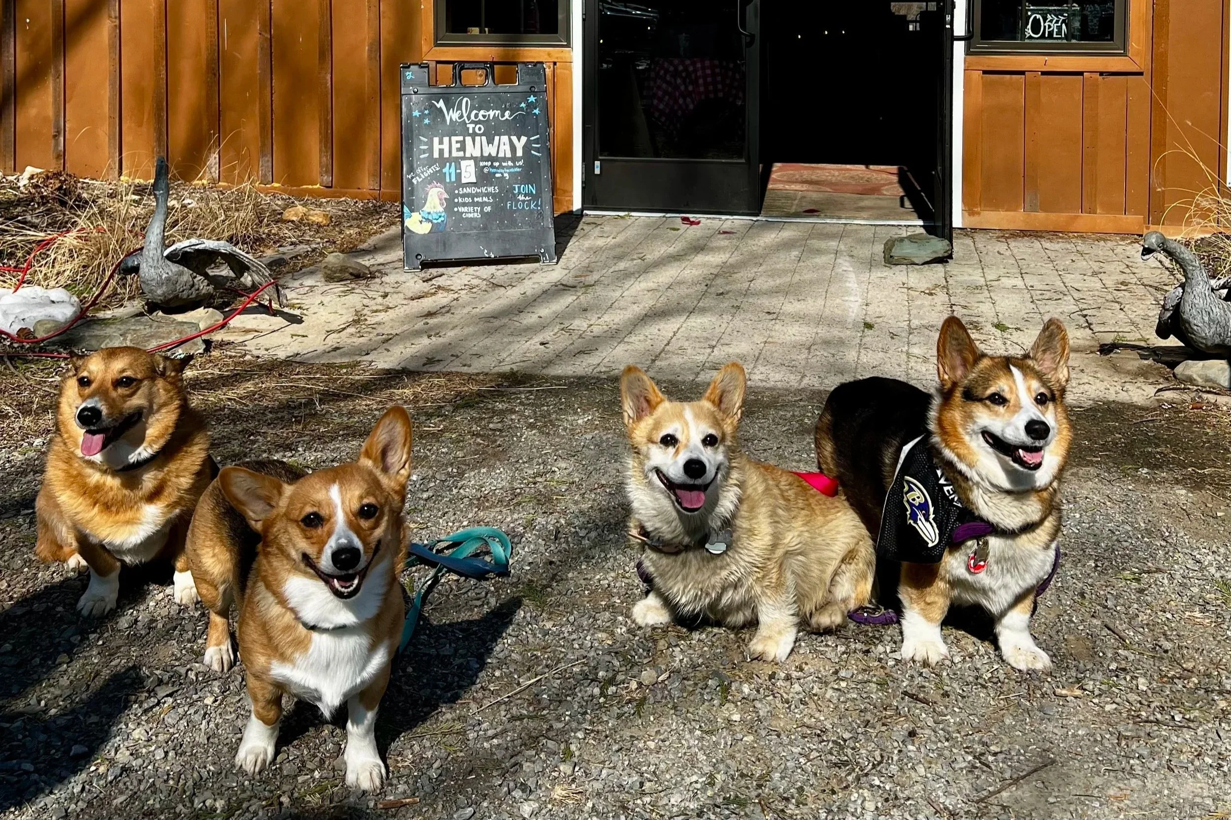 Pup Meet-up: Corgis