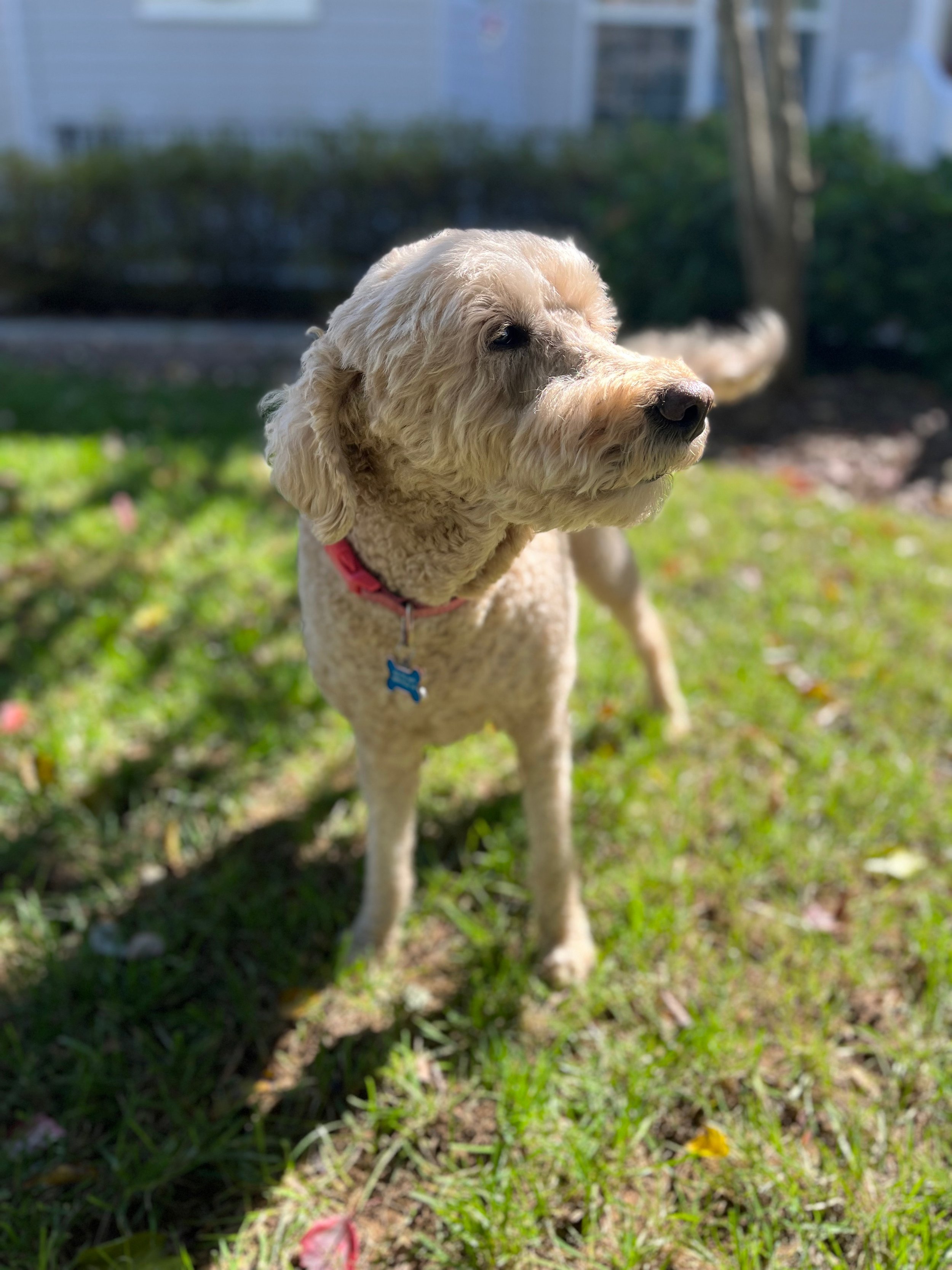Ginger Portrait image.jpg