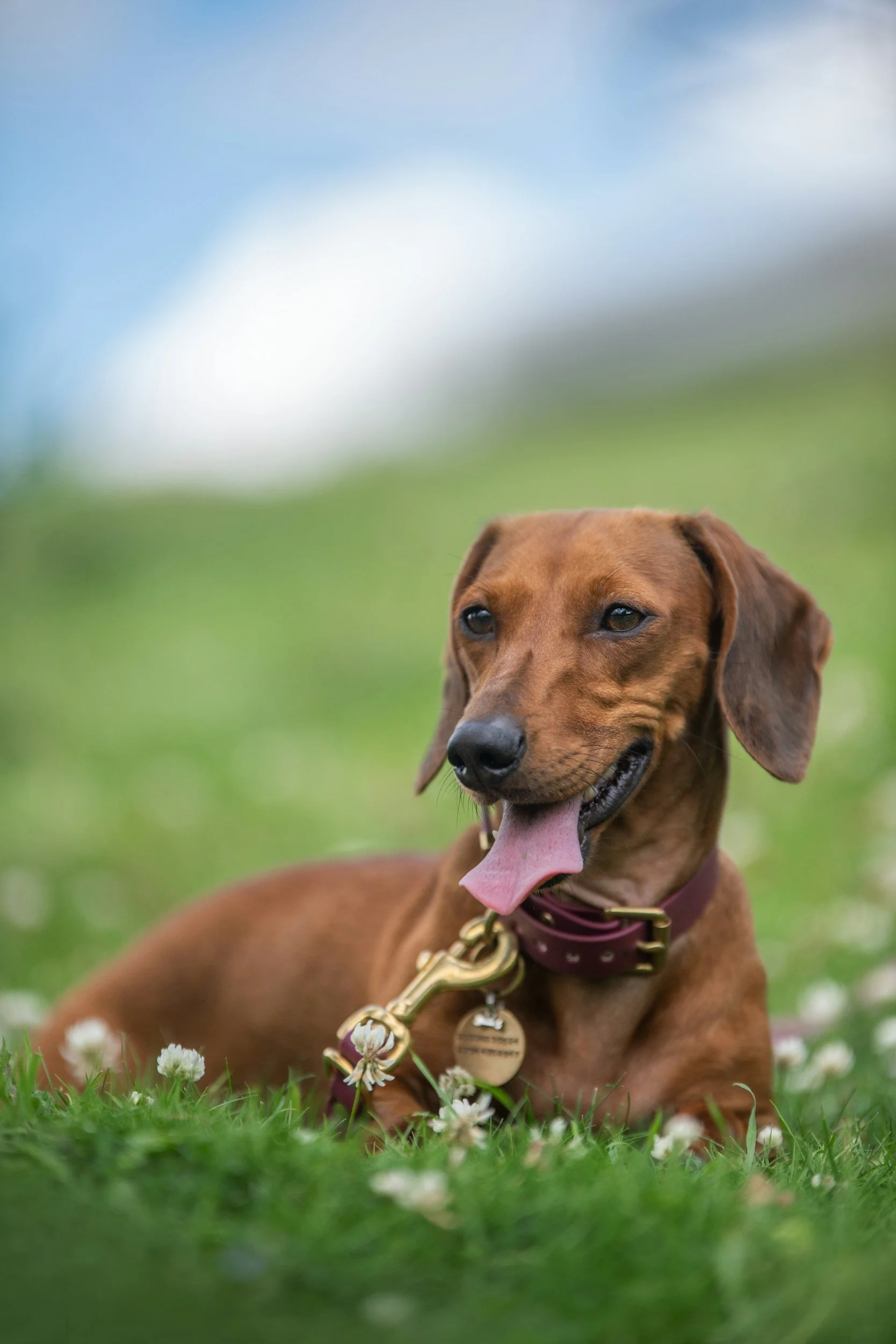 Pup Meet-up: Dachshund 